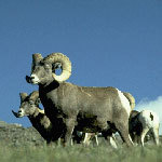 ram_1.jpg
