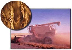 agriculture.jpg