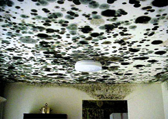 mold.jpg