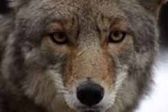 coyote.jpg