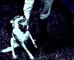 RabidDogBite.jpg