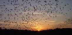 bat_flight.jpg