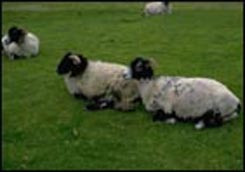 sheep.jpg