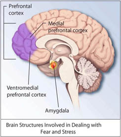 ptsd-brain.jpg