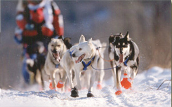 es_ak_iditarod_1_e.jpg