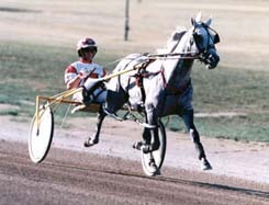 oh_harness.jpg