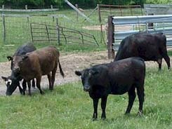 livestock.jpg
