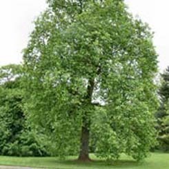 tulip_tree.jpg