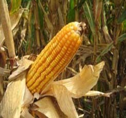 corn1.jpg