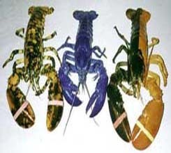 lobsters.jpg