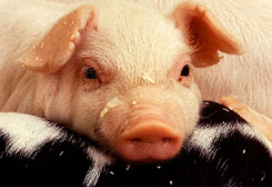 swine2.jpg