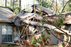 treeinhouse.jpg