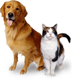 Pets.jpg