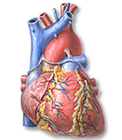 heart2.jpg