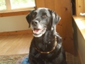 Sheba_oct_small