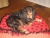 Baileyblanket_thumbnail