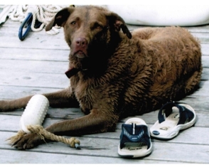 Kobi_july_2005_medium