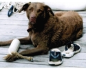 Kobi_july_2005_small