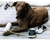 Kobi_july_2005_thumbnail