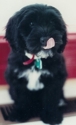 Oscar_with_tongue_-_edited_small