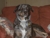 Tinker-good_pix_thumbnail