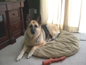 Brissa_on_bed_small