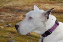Lucy_0168_small