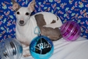 Codyxmas2009_small