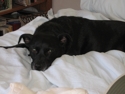 Brodie__may__2005_small