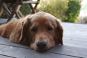 Cody_the_miracle_dog_small