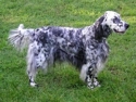 Englishsetter_small