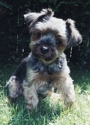 Jasper-head_tilt_small