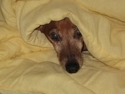 Petunia_small