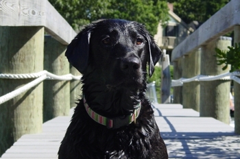 Lucy27_medium