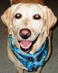 Rosie_bandana_2_medium