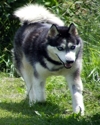 Tensing_running_small