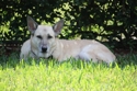 Pets_in_garden_10-25-09_012_small