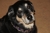 Dsc00005_thumbnail