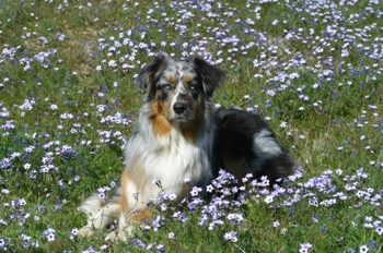 Tylenes_pics_of_animals_087_medium