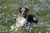 Tylenes_pics_of_animals_087_thumbnail