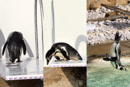 Penguins+london+zoo