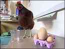 Video Of The Week - The Hen That Lays Giant Eggs