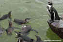 A Penguin That Is Scared of Water?