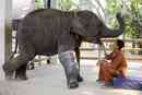 Mosha Gets A New Leg