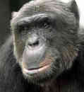 Video Of The Week - Chimpanzee On Stilts