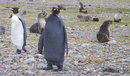 Rare 'All Black' King Penguin Spotted In the Antarctica