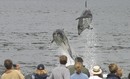 The Flying Dolphins of Moray Firth