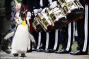  'Sir' Nils Olav - The Knighted Penguin