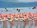 OMG! Flamingos Wear Makeup Too!