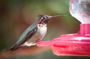 Hummingbirds Don't Suck Nectar In - They Drink It! 